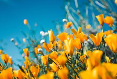 Yellow flowers