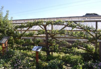 Apple Espalier Pruning Workshop – Heritage Gardening Skills