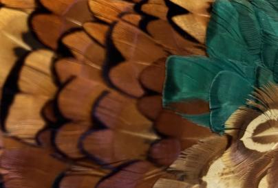 Creatures from the Collections