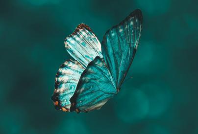 Turquoise Butterfly Image
