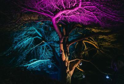 Stockwood Illuminated 2026