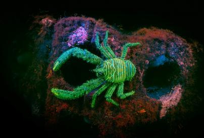 British Wildlife Photography Awards Exhibition