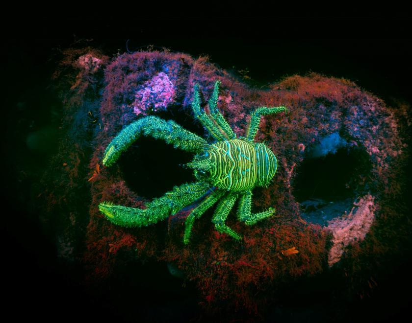British Wildlife Photography Awards Exhibition