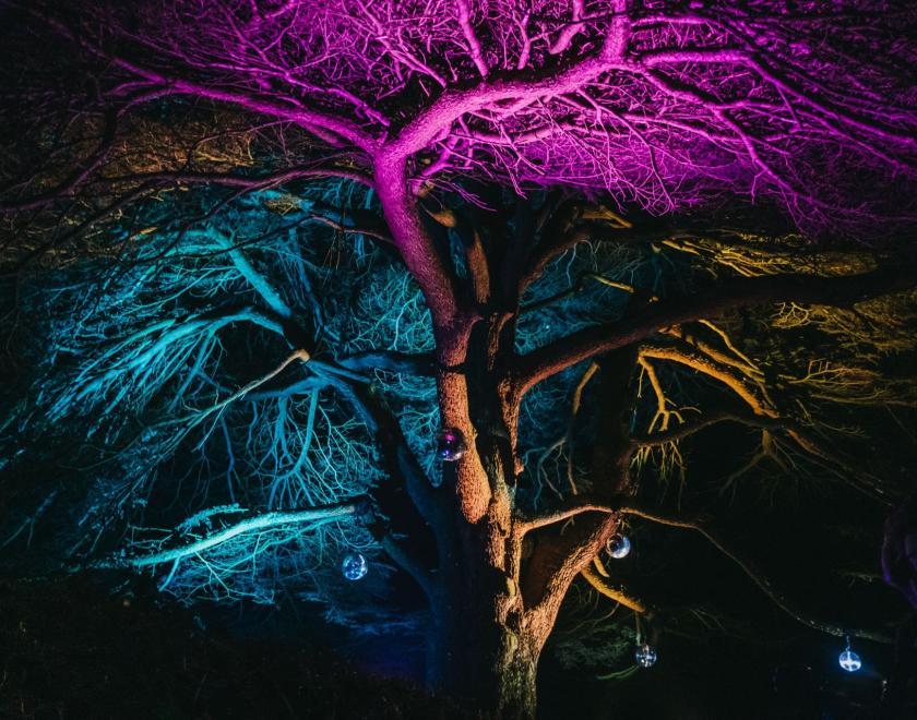 Stockwood Illuminated 2025